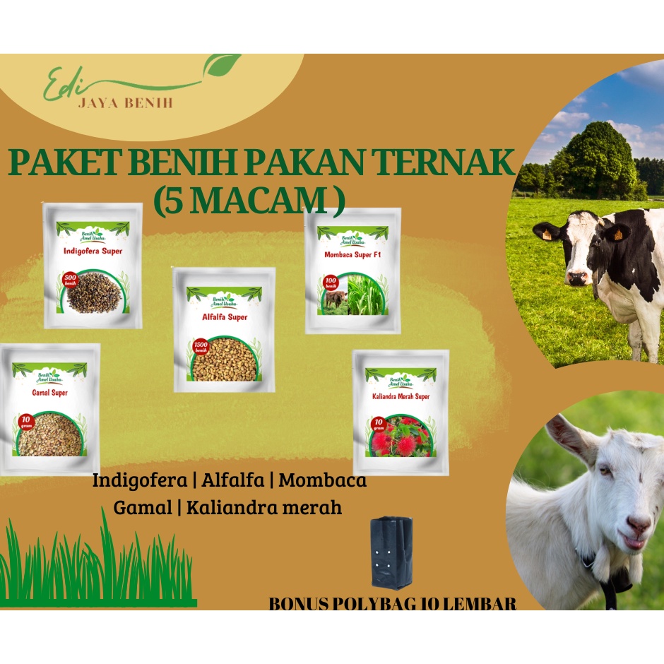paket pakan ternak 5 macam benih indigofera / mombaca / alfalfa / gamal / kaliandra merah