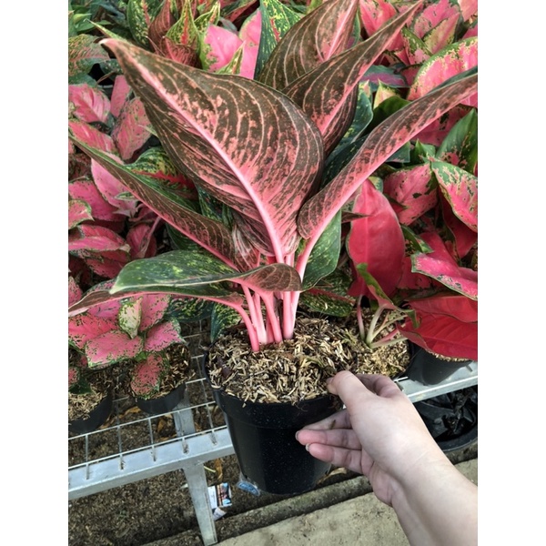 Aglaonema Hot lady Jumbo Lokal