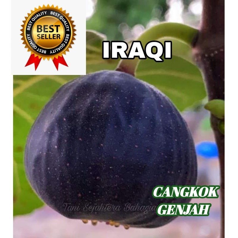 BIBIT BUAH TIN IRAQI OKULASI CEPAT BERBUAH DALAM POT