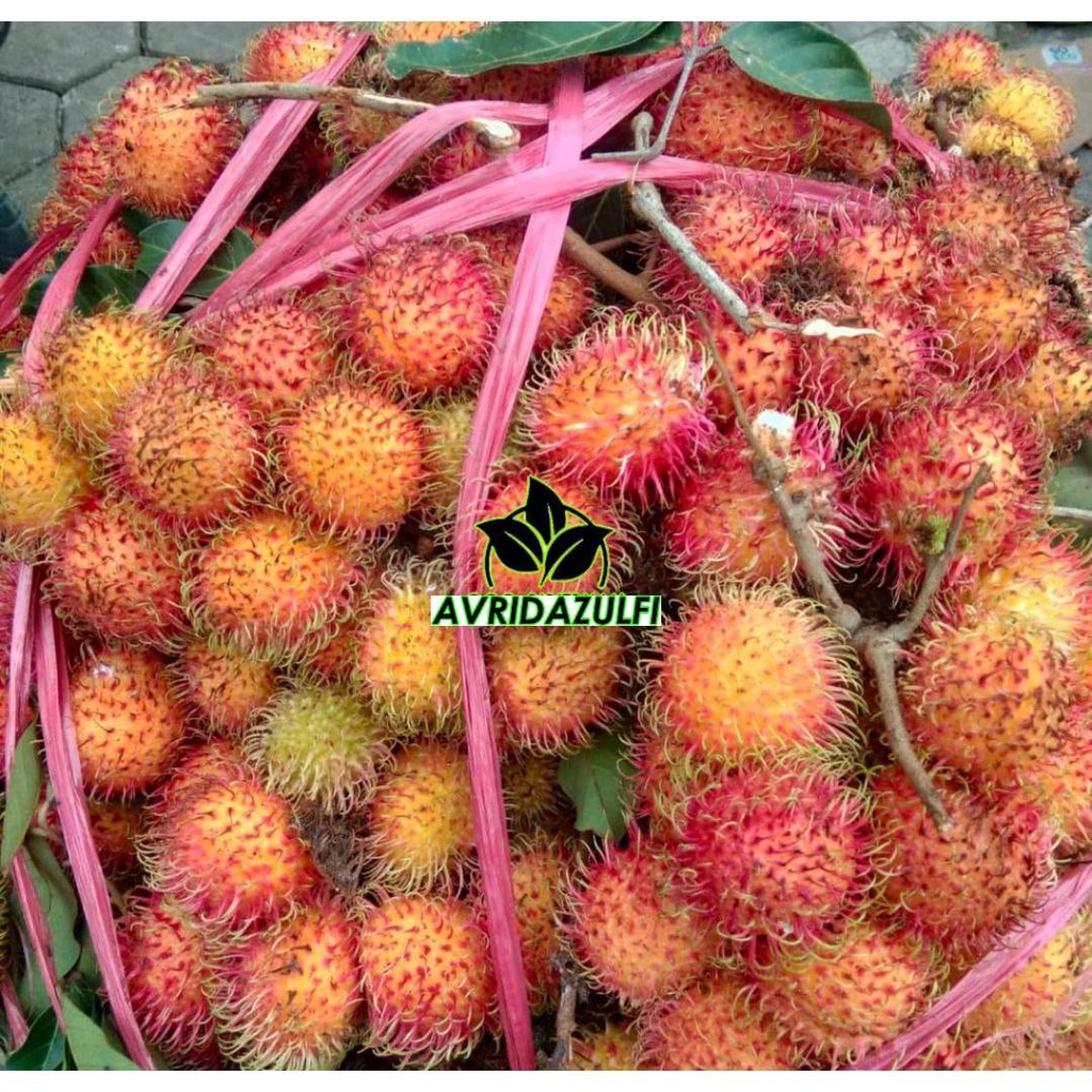 Bibit Rambutan Binjai Super Sudah berbunga