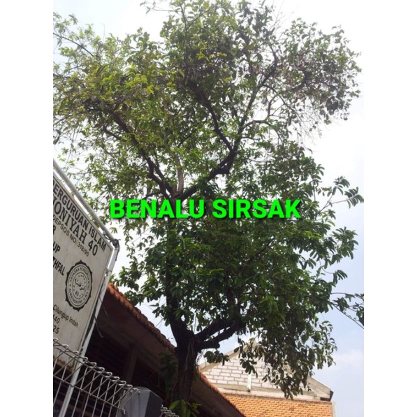 

BENALU SIRSAK KERING HIJAU 1000 GRAM (PREMIUM QUALITY)