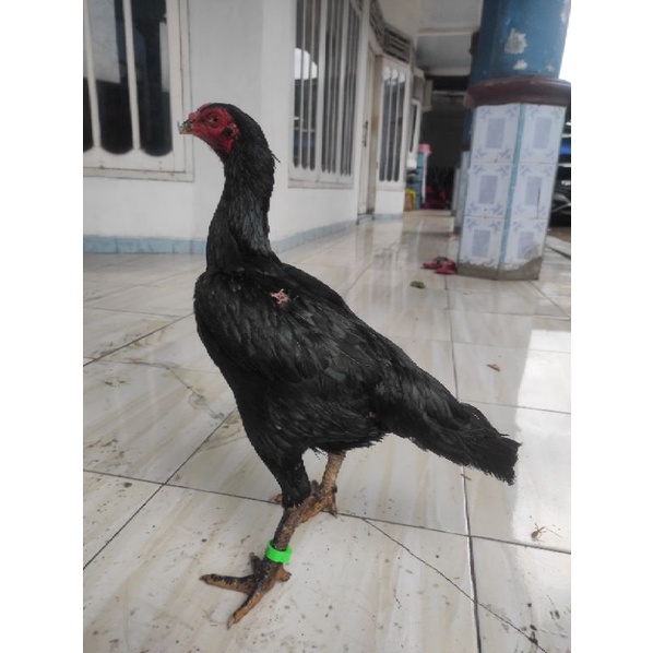 Ayam indukan Bangkok F1 klasik ukuran besar