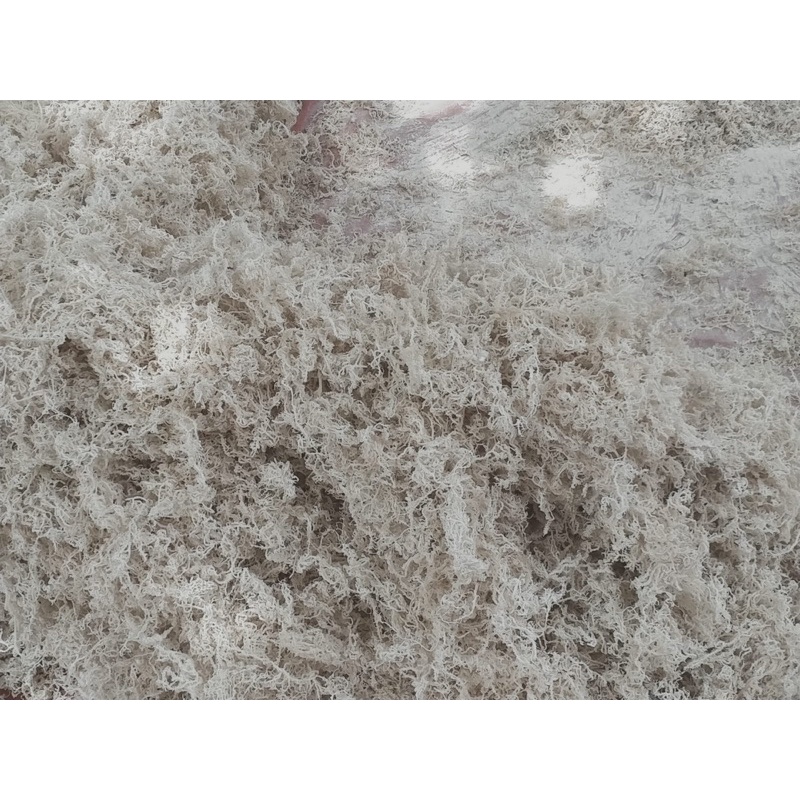 

rumput.laut.kering.murahhh