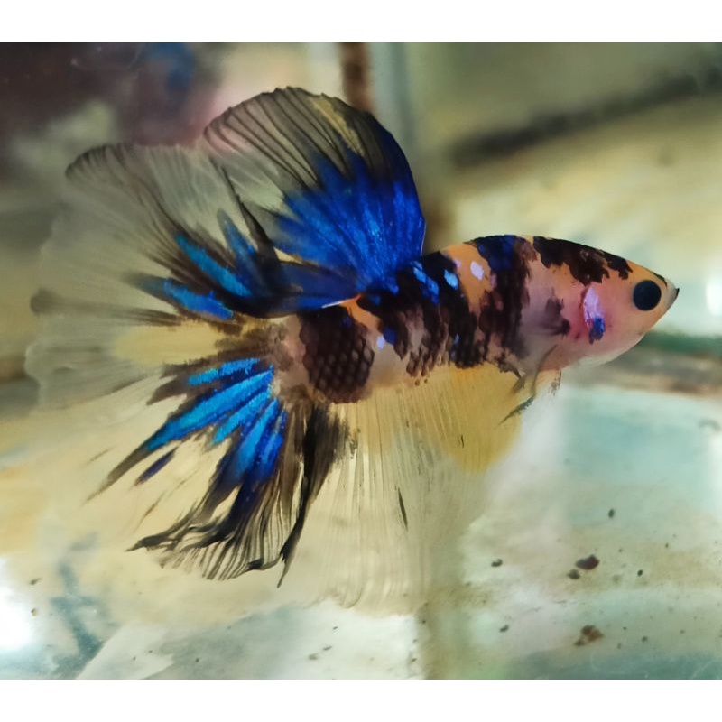 HM yellow koi cowok size M