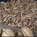 

Kacang Urat super 1kg