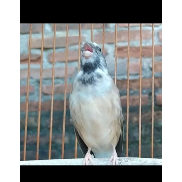 burung blackthroat jantan gacoran