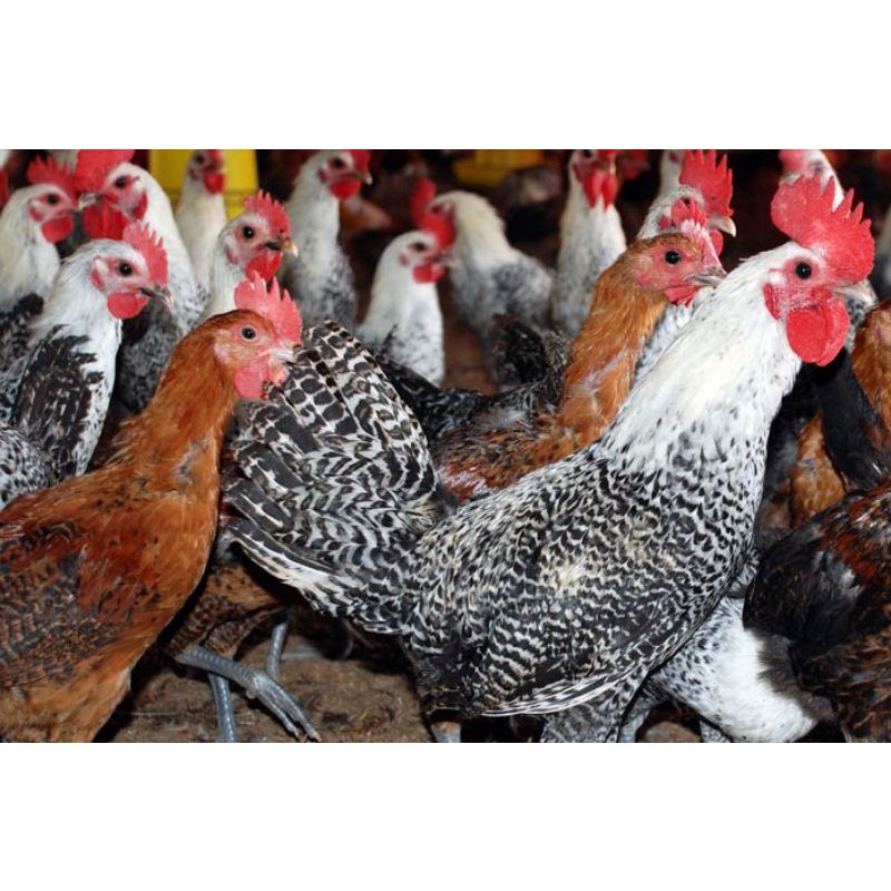 FGFG56846 Telur Fertil Ayam Arab 564568