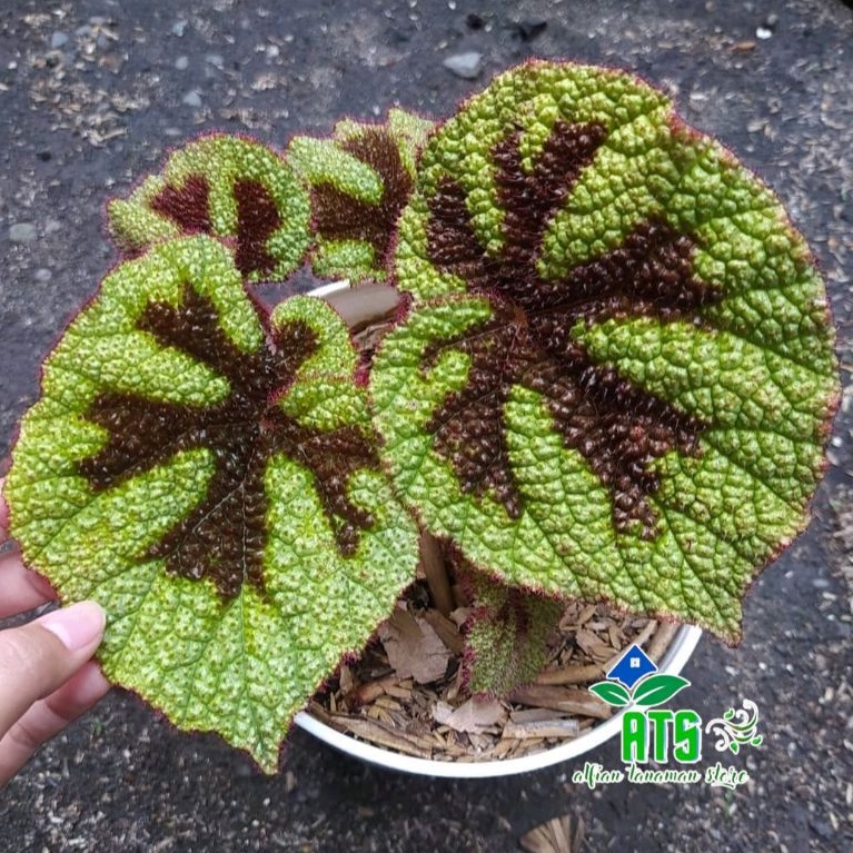 tanaman hias begonia iron cross - begonia tapak macan