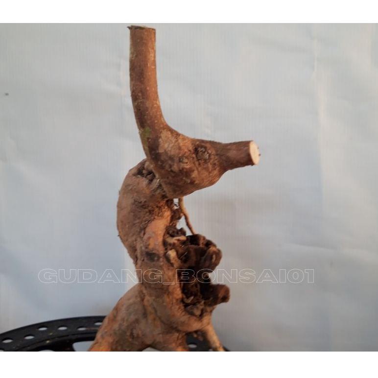 VIR.10De22ᴿ ▫ Bahan bonsai wahong laut 100% dongkelan