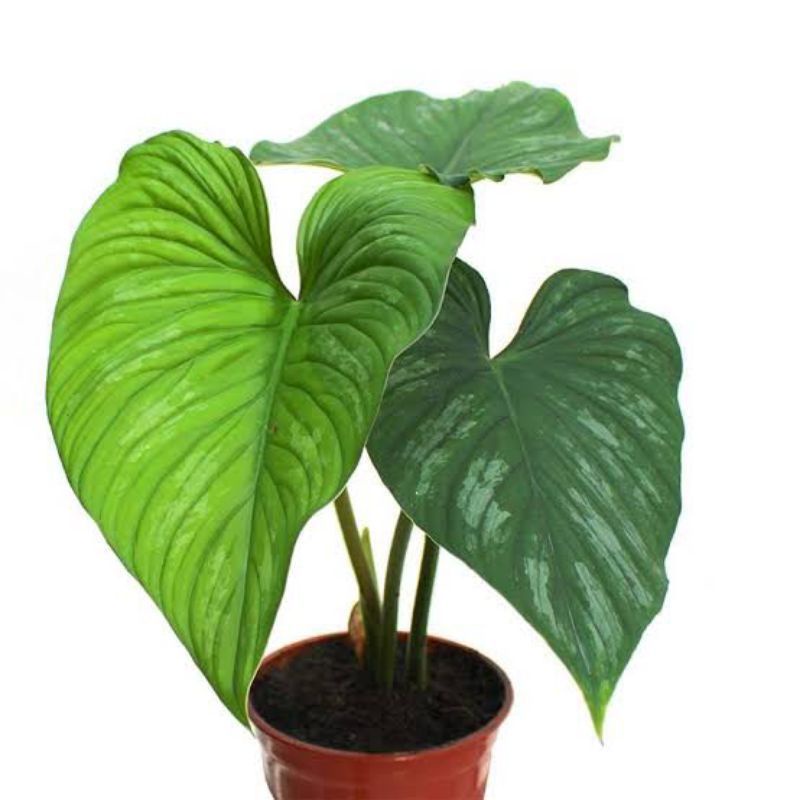 Philodendron Plowmani