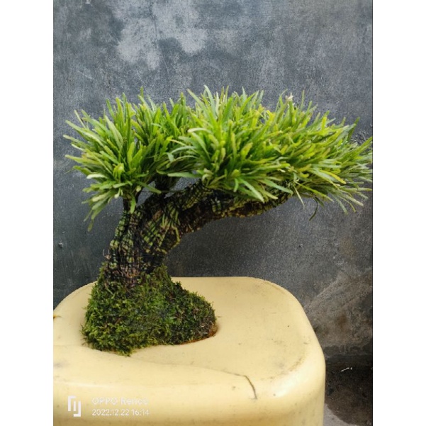 bonsai triminil tanaman aquascape