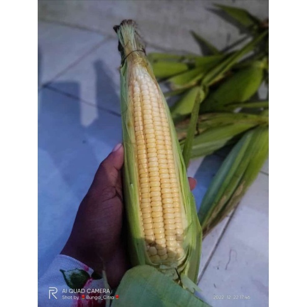 

jagung B21 fresh pesan langsung petik