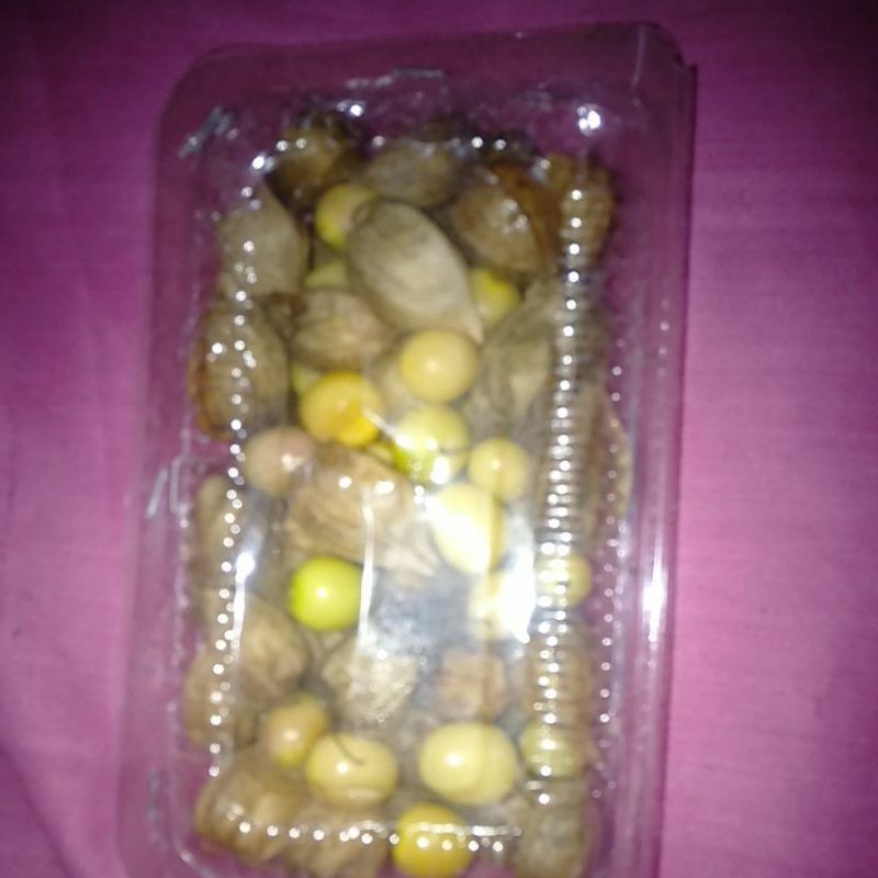 

Buah Ceplukan Ciplukan