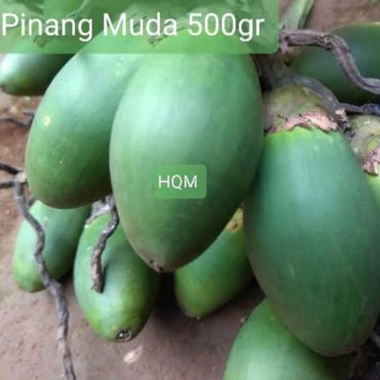 

Stok terbaru (READY) Buah Pinang Muda Jambe - Pinang Muda Fresh 500gr
