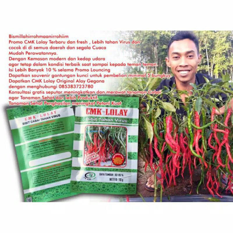 BISA COD | BENIH CABE CMK LOLAY BIBIT CABAI CMK LOLAY BENIH CABAI LOLAY PALING UNGGUL TERLARIS