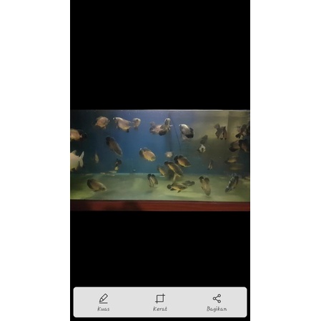 oscar tembaga 3 jari