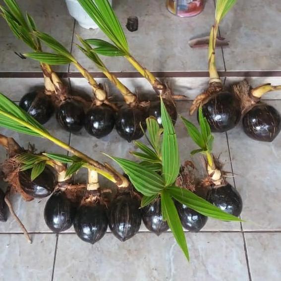 Bonsai Kelapa Bibit Bonsai kelapa Gading Kelapa bonsai