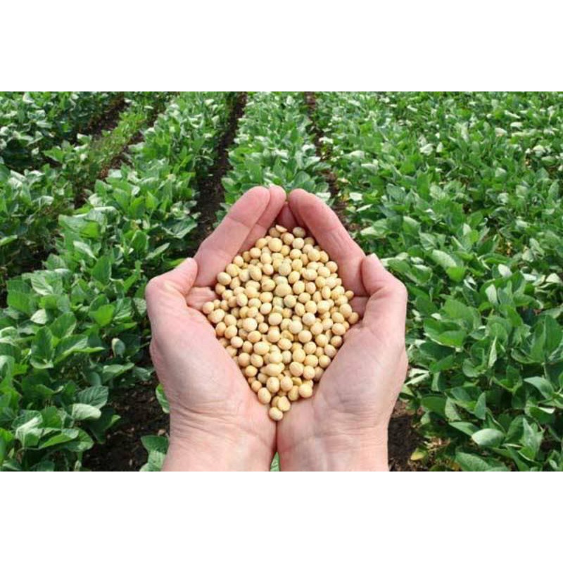 1KG BENIH KEDELAI VARIETAS GROBOGAN