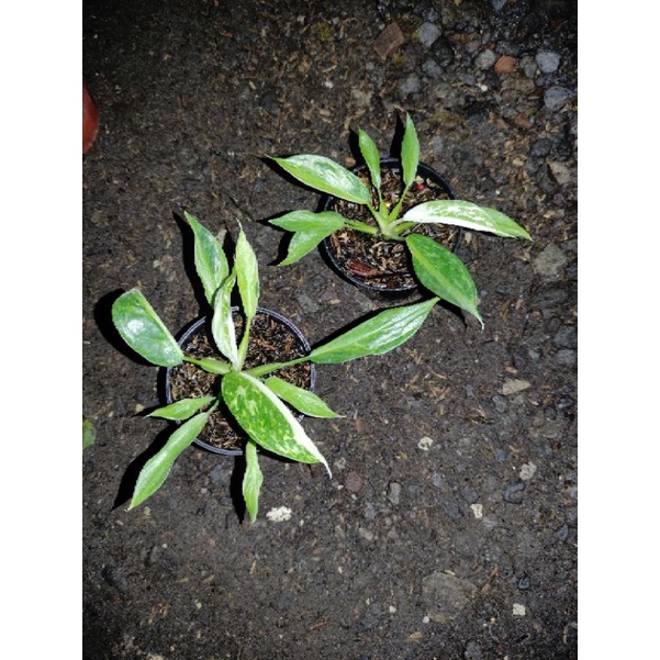 philodendron josebuono x rugosum