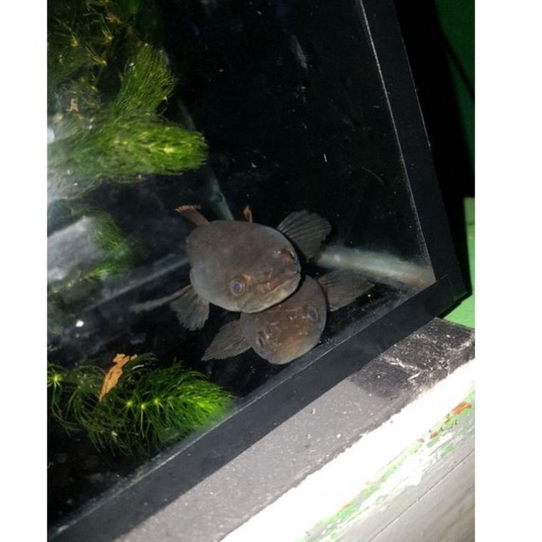 (Q-Y7Y-☎) channa limbata 1 pair, pegunungan, rim tebal, 13-17 cm terviral