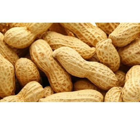 

GRATIS ONGKIR✅Kacang Sangrai Kulit Super 1kg Kacang Kulit Asin Oven Cemilan Snack Makanan Ringan Murah Terlaris|SQ1