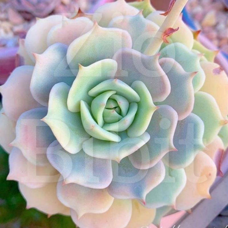 Benih biji kaktus mini hias langka sukulen succulent samantha