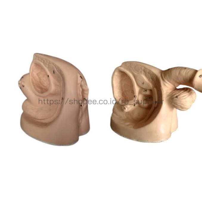 Manikin Model Kateter Pria|Catheter/Phantom Manekin Pemasangan Kateter