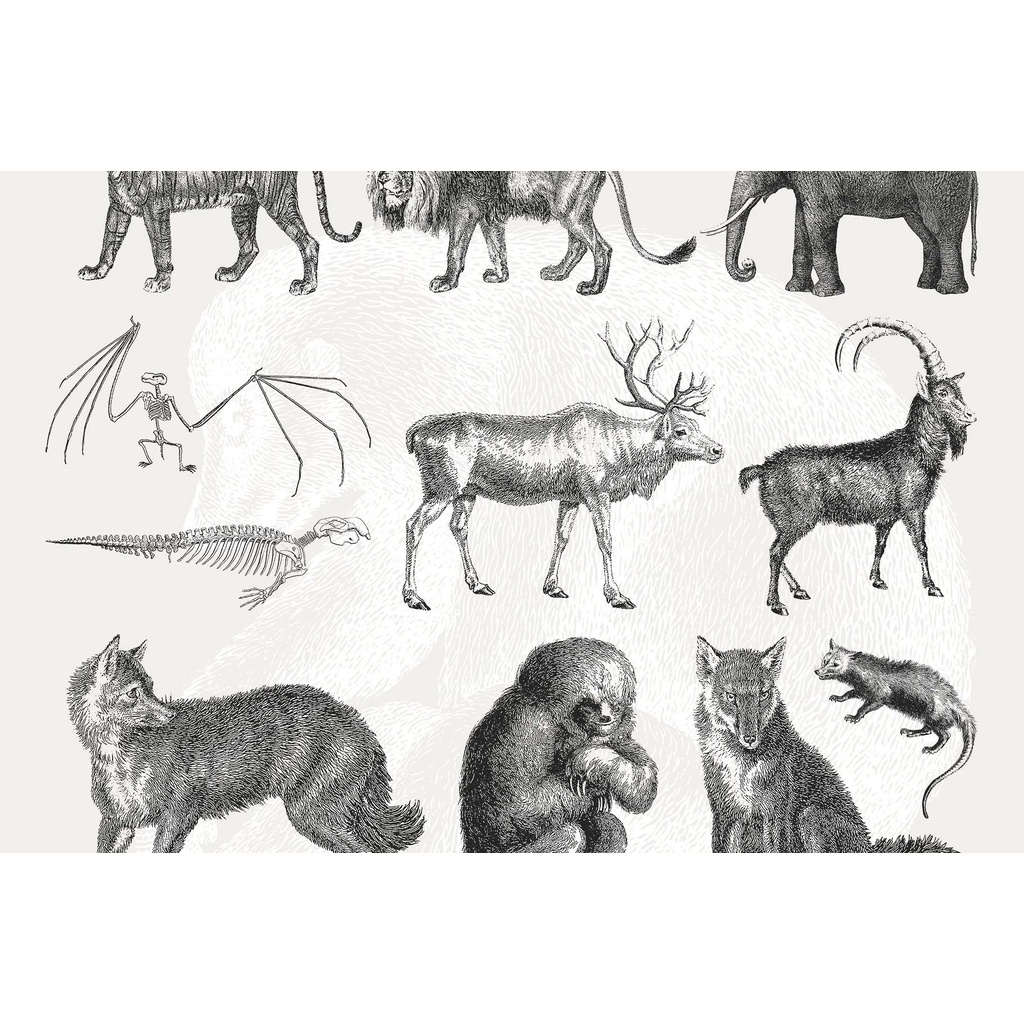 Handcrafted Mammals Illustrations Collection