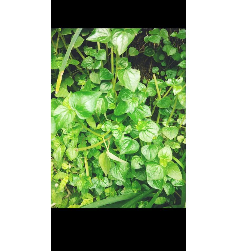 

HOT PRODUCT DAUN SIRIH CINA SEGAR 100GR TERMURAH /KETUMPANG AIR ༄ 872
