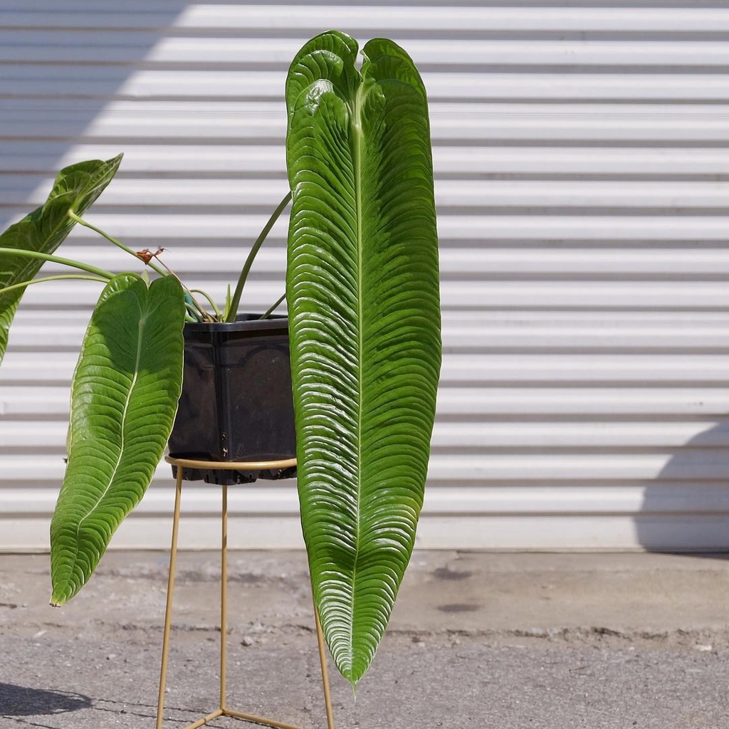 Anthurium veitchii asli / Anturium pecei vicii / kuping gajah picii pecii vecii