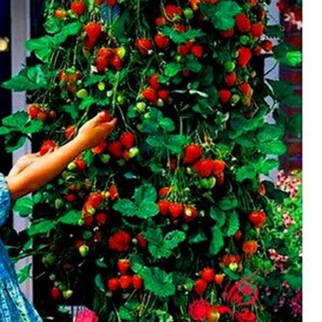 

㍐ biji benih buah strawberry rambat / 60 biji は