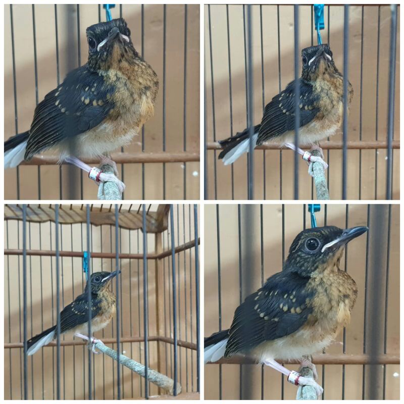 jual burung murai anakan dan dewasa jamin jantan