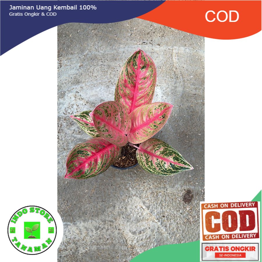 bunga aglonema widuri dewasa