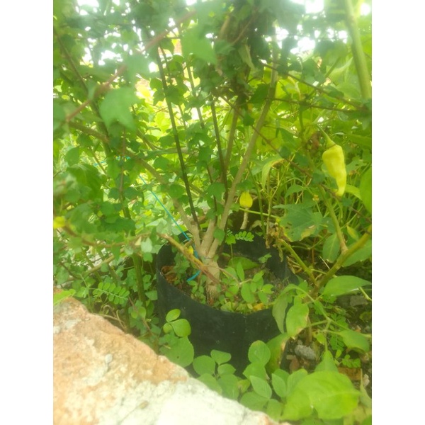 BIBIT BAHAN BONSAI WARENG BINTANG