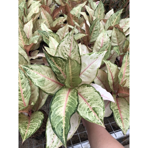 Aglaonema Cinderella jumbo