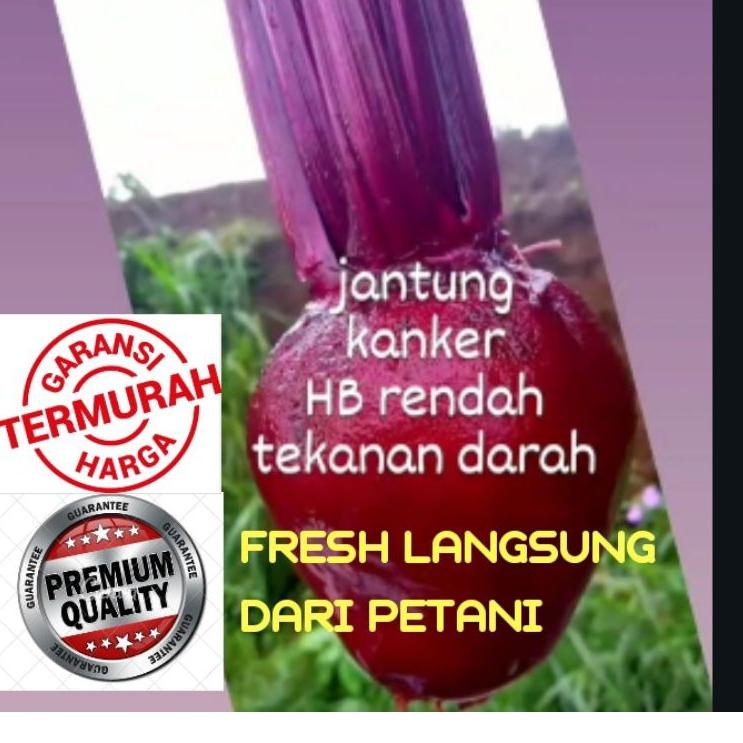 

TOP PRODUCT BUAH BIT SEGAR 1KG BEETROOT FRESH DARI KEBUN / bit merah ♨ 879