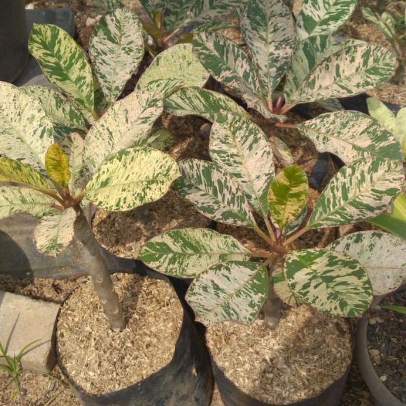 Tanaman hias plumeria varigata - plumeria varigata