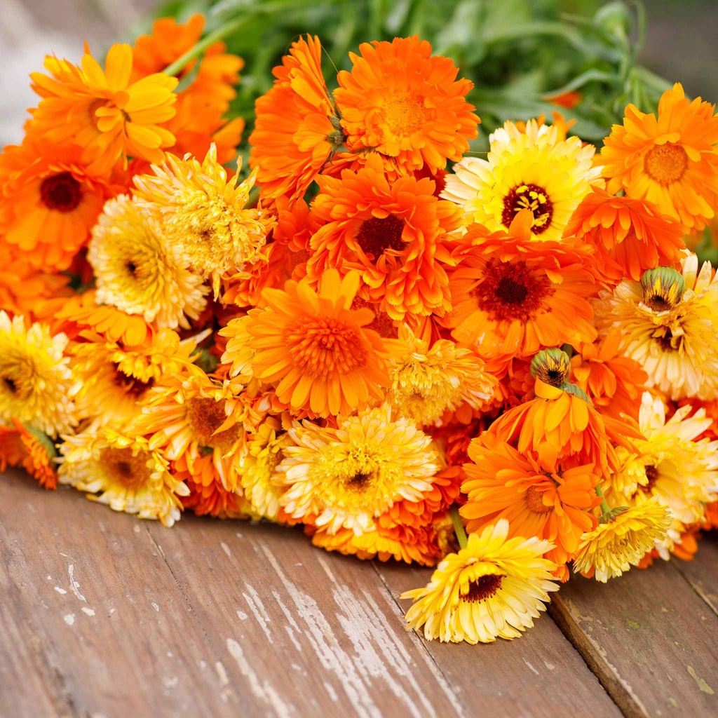 Benih Bibit Biji - Bunga Calendula Pacific Beauty Mix (Calendula officinalis) Flower Seeds - IMPORT