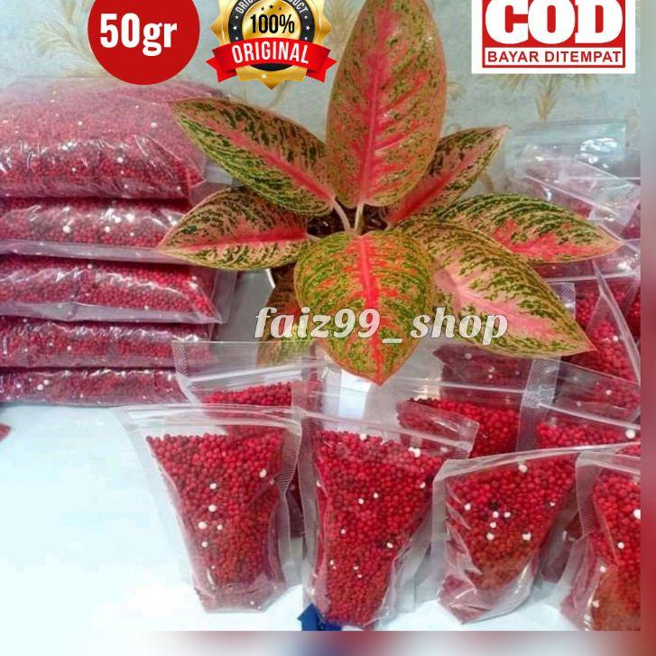 い Slow Release Sk Cote Pupuk Sr Merah Untuk Tanaman Hias Aglonema SR19-10-13 Kemasan 50 gram ㅃ