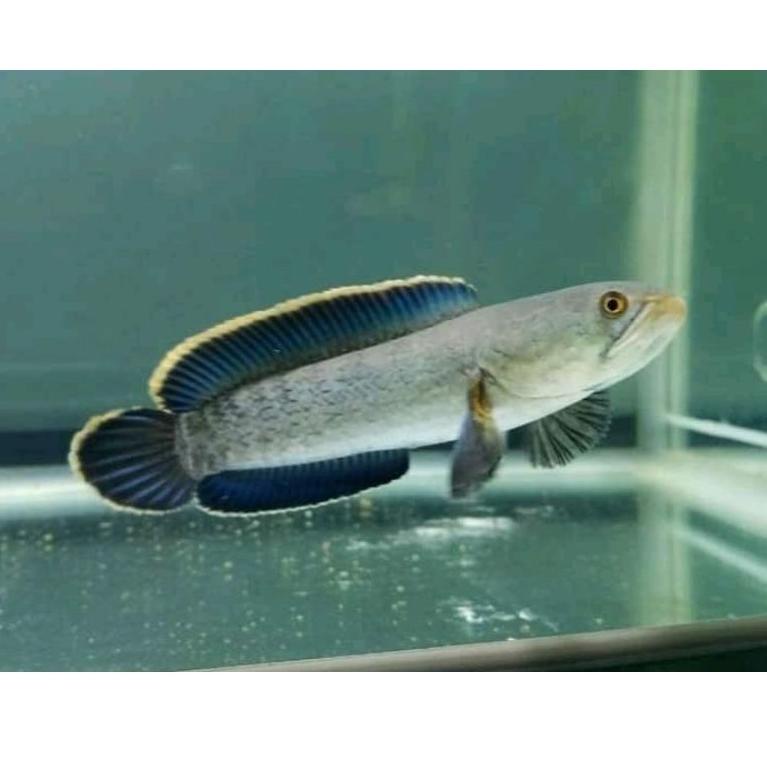 ([No][W65Y]✉) Limbata CB 3-10 CM Sudah Rim Tebal Murah GARANSI terviral