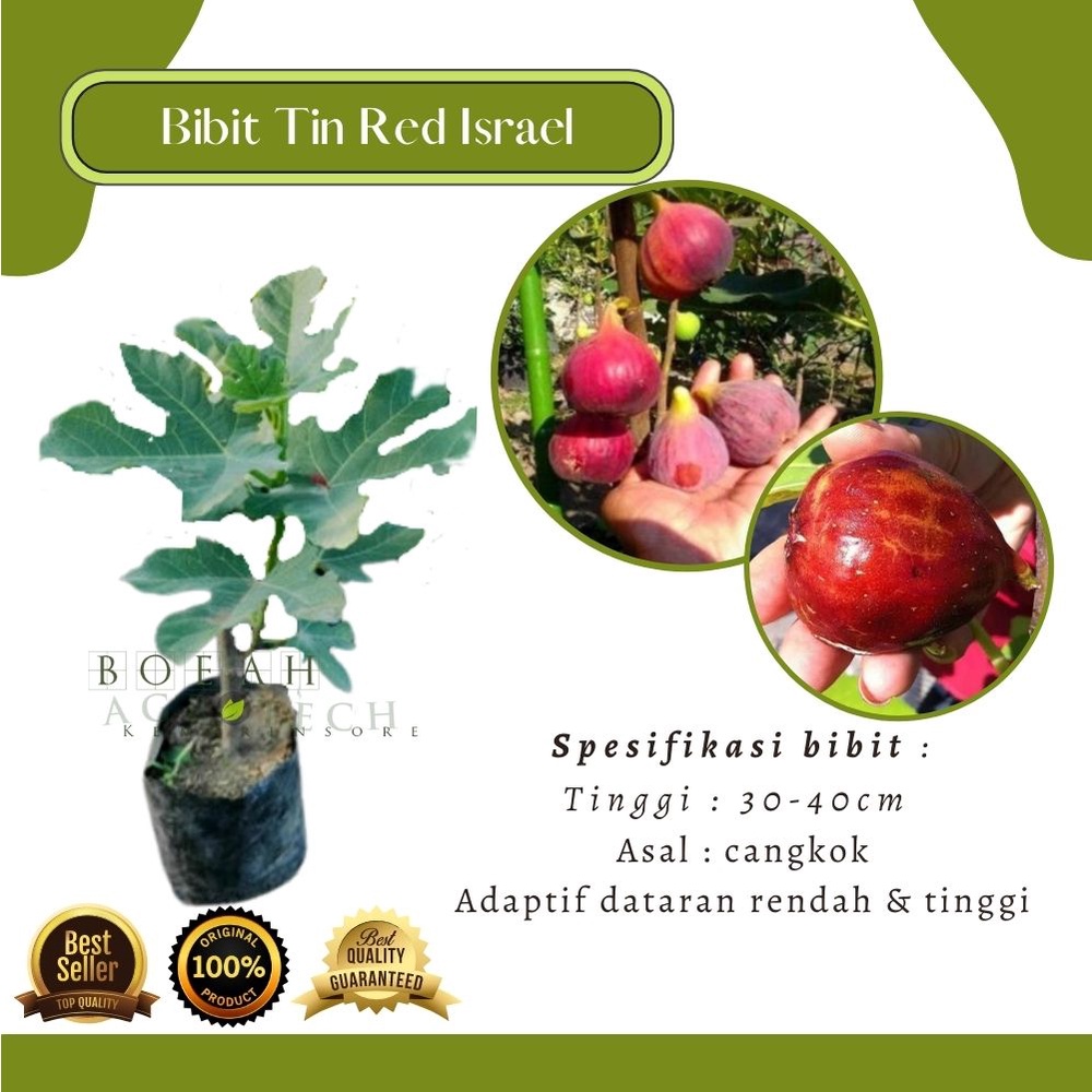 Bibit Tin Red Israel/Tin Merah Hasil Cangkok Genjah