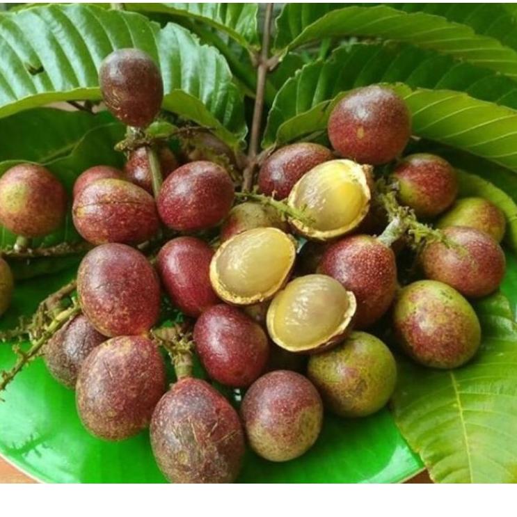

(♥C6369] Buah matoa 1kg
