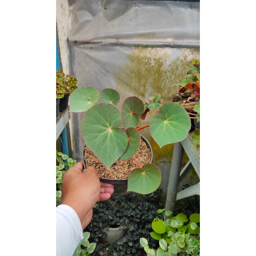 tanaman hias begonia red carpet