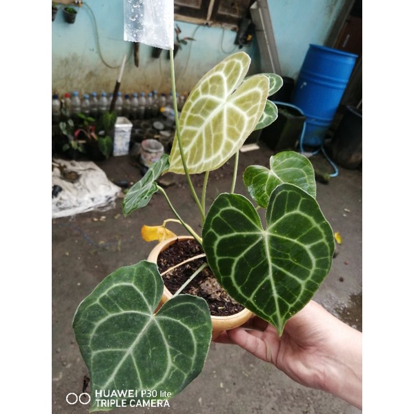 Anthurium clarinervium dark form