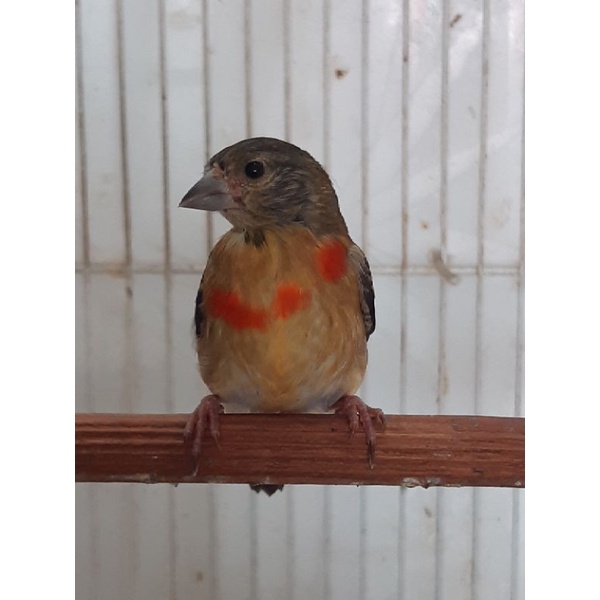 Red siskin klasik paud usia 2-3bln fik jantan betina Ready