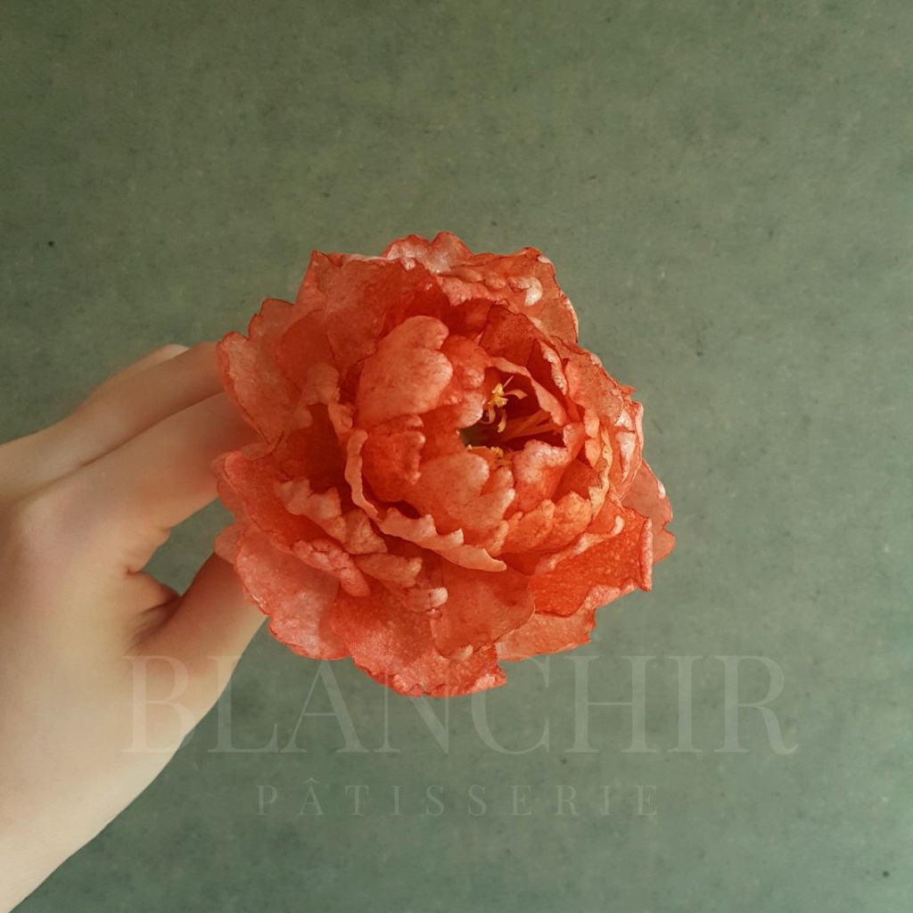 

Wafer Paper Peony | Wafer Paper Peonies | Wafer Paper bunga | hiasan kue | dekorasi kue | bunga bisa dimakan | edible flowers | flower for cake