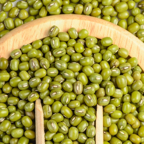 

Kacang Hijau Organik 1 kg Premium mung Bean Kacang Hijau Harga Grosir / Kacang Hijau Bersih Impor Kualitas terbaik / Mung Bean 1 kg