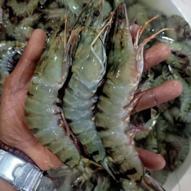 

Udang Pancet Size 30/40