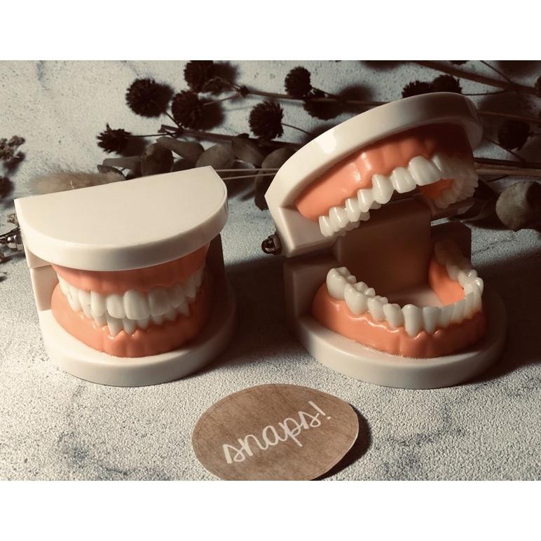 Phantom gigi / model gigi / gigi tiruan