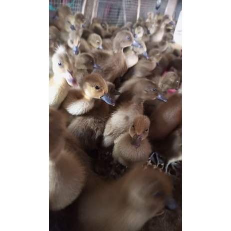 Dod bebek petelur betina